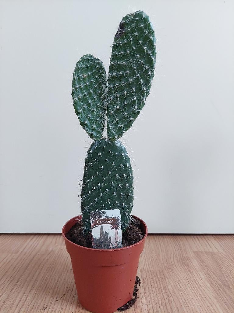 Opuntia Pylana - Schijfcactus / Konijnenoor H: 36 cm., Ophalen, Cactus, Minder dan 100 cm, Volle zon