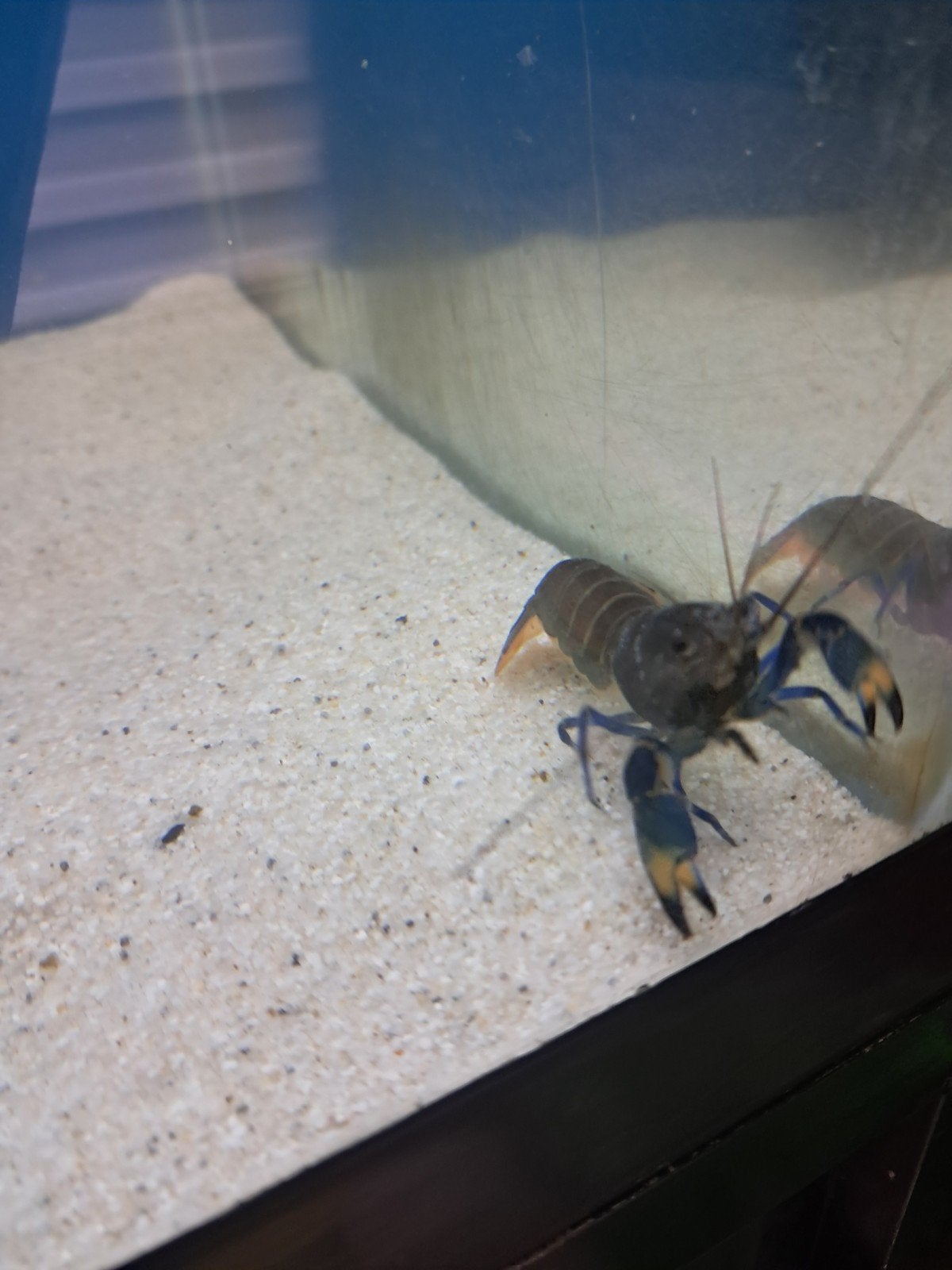 Blue crayfish cherax kreeft, Dieren en Toebehoren, Vissen | Aquariumvissen, Vis