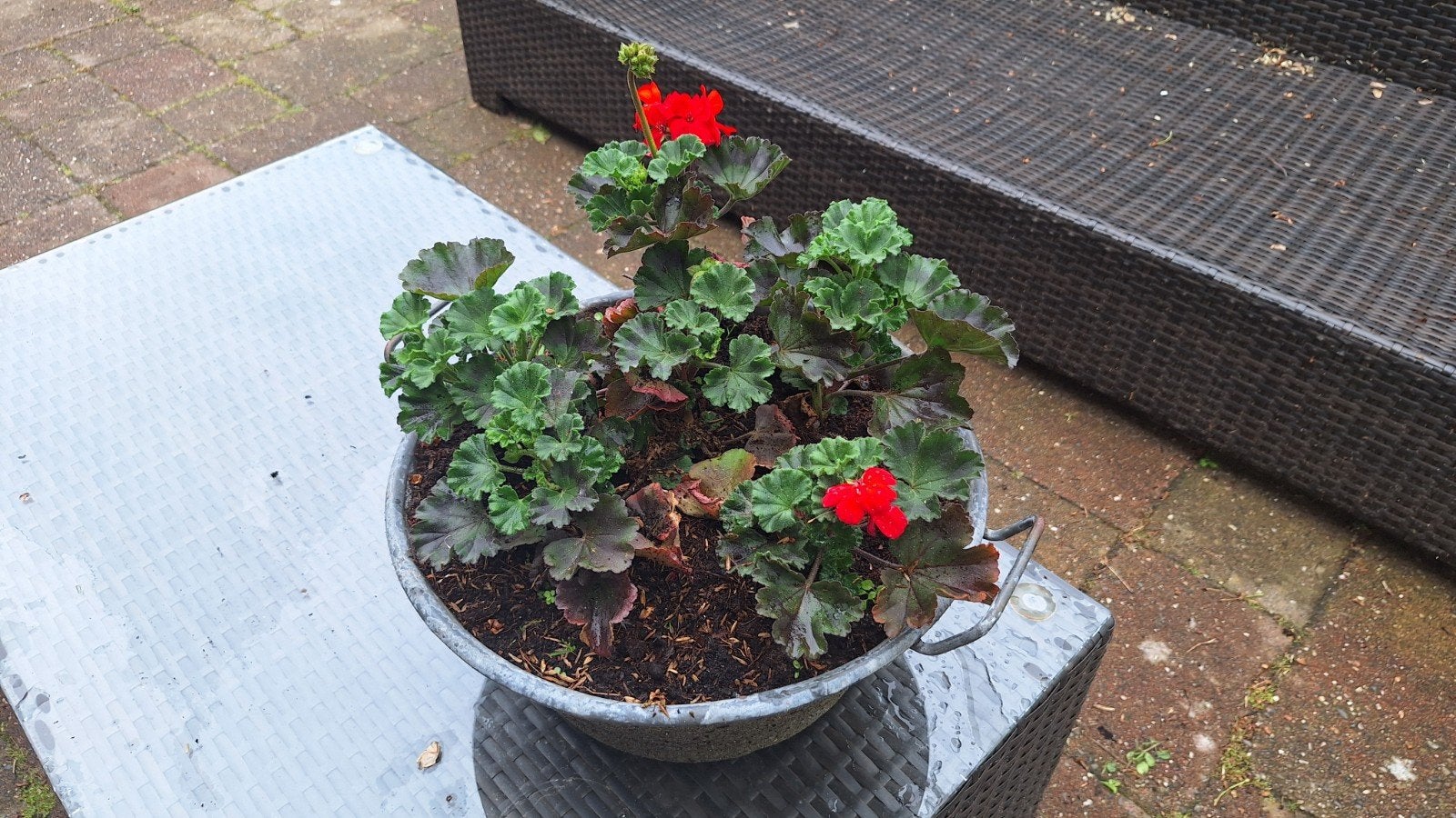 Zinken teil met mooie rode geraniums, Gebruikt, Minder dan 30 cm, Minder dan 60 cm, Rond