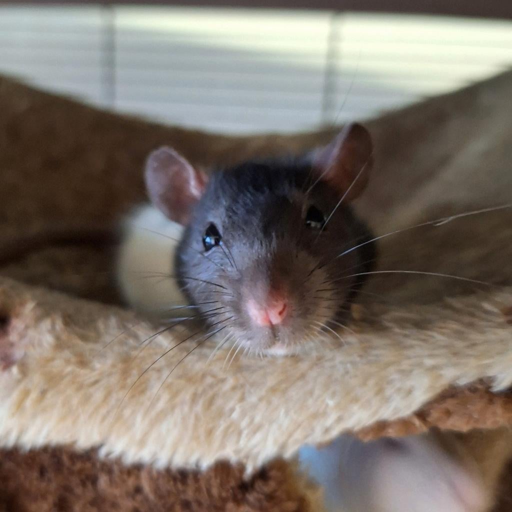 ❤️️ Tamme Dumbo Rittens Ratjes❤️Gezond & lief temperament 🐁, Dieren en Toebehoren, Knaagdieren, Rat, Februari, Meerdere dieren