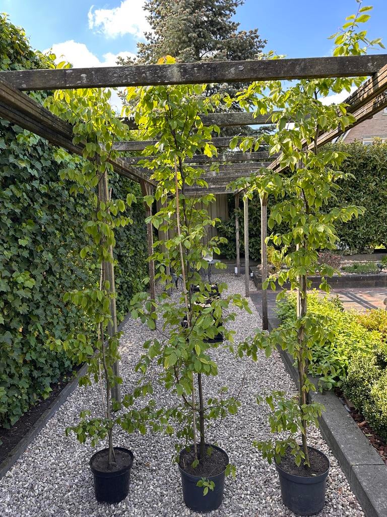 Leiboom Haagbeuk (Carpinus betulus) - Diverse hoogtes, Tuin en Terras, Planten | Bomen, Bloeit niet, Leiboom, 100 tot 250 cm, Ophalen