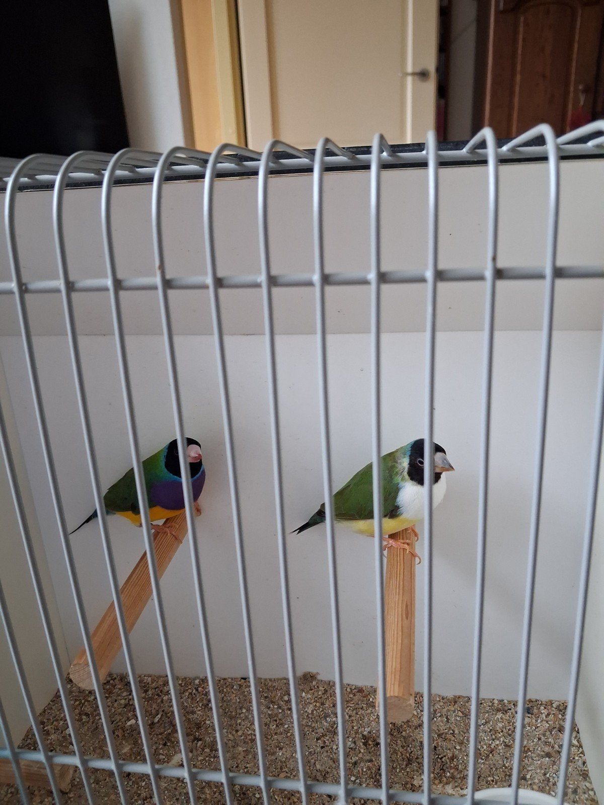 mooi koppel gouldamadines.geringd., Dieren en Toebehoren, Meerdere dieren, Tropenvogel, Geringd