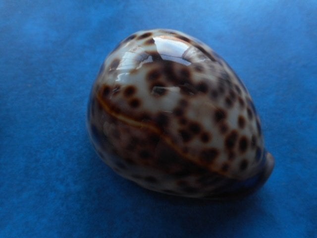 Schelpen: Cypraea tigris L. (2-kleurig) gem 69,5mm, Ophalen of Verzenden, Schelp(en)