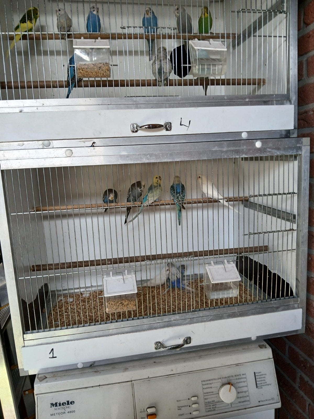 grasparkieten, Dieren en Toebehoren, Ophalen