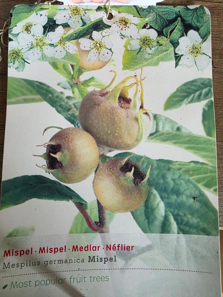 Mispelboom (Mespilus germanica) in pot, Ophalen, In pot, Volle zon, Overige soorten