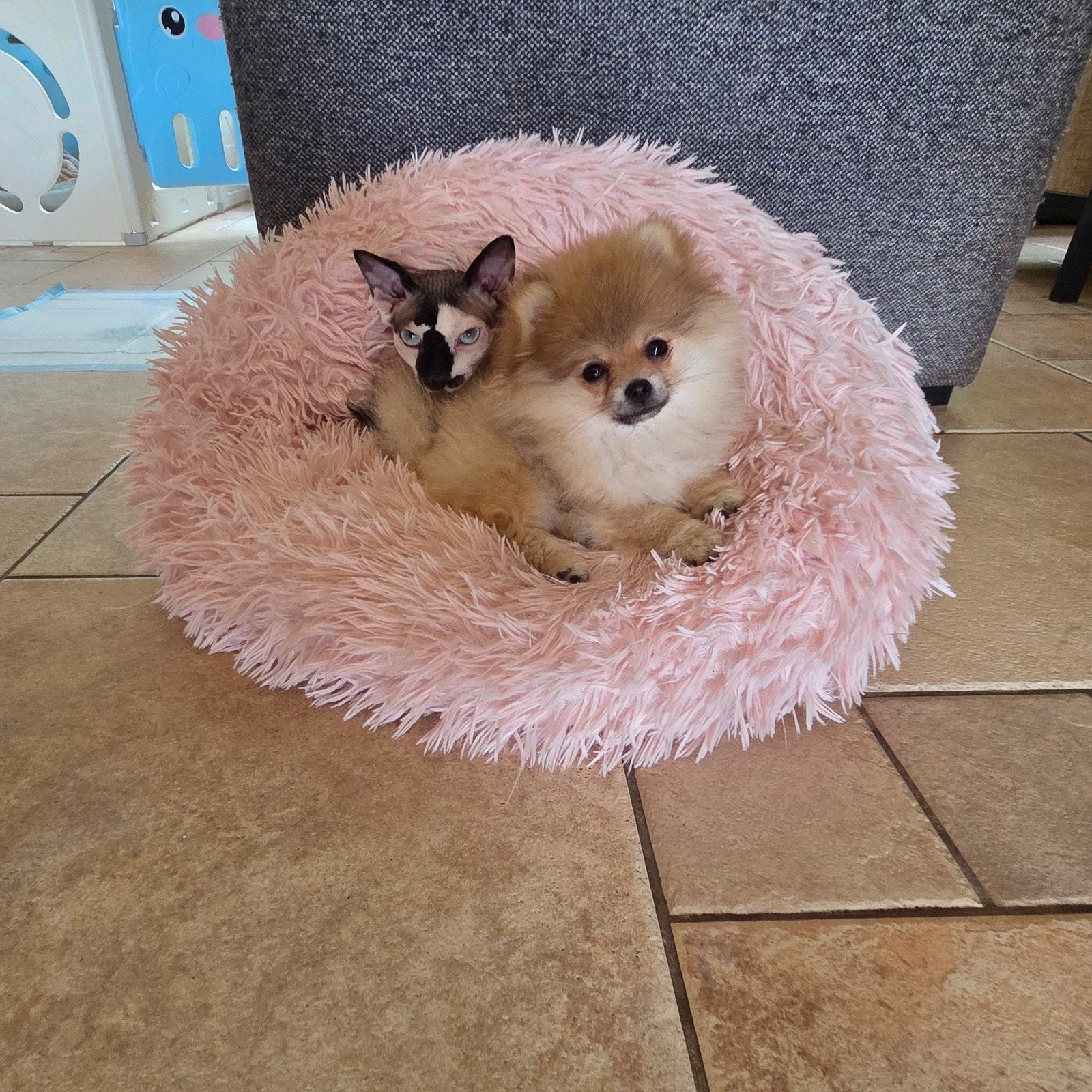 mini pomeriaan | pomeranian | dwergkees pup teefje bearface, Fokker | Hobbymatig, Keeshond, 15 weken tot 1 jaar, Buitenland