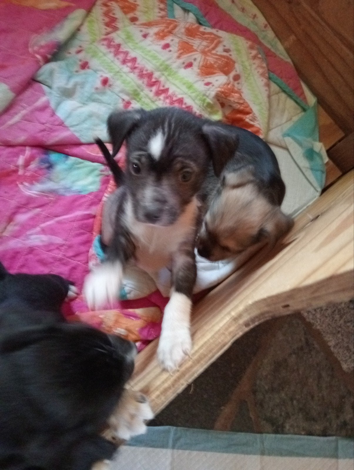 Prachtige Chinese naakthond puppiea, Overige rassen, Meerdere, Meerdere dieren, Nederland