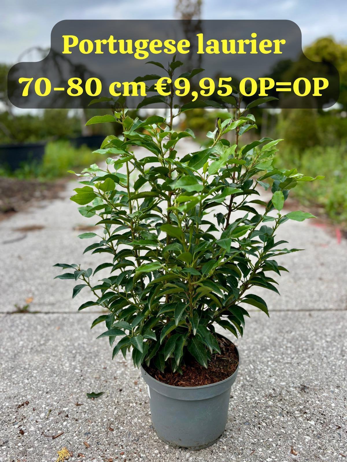 Portugese Laurier 70-80 cm – Prunus lusitanica – €9,95 OP=OP, Ophalen, Laurier, Minder dan 100 cm