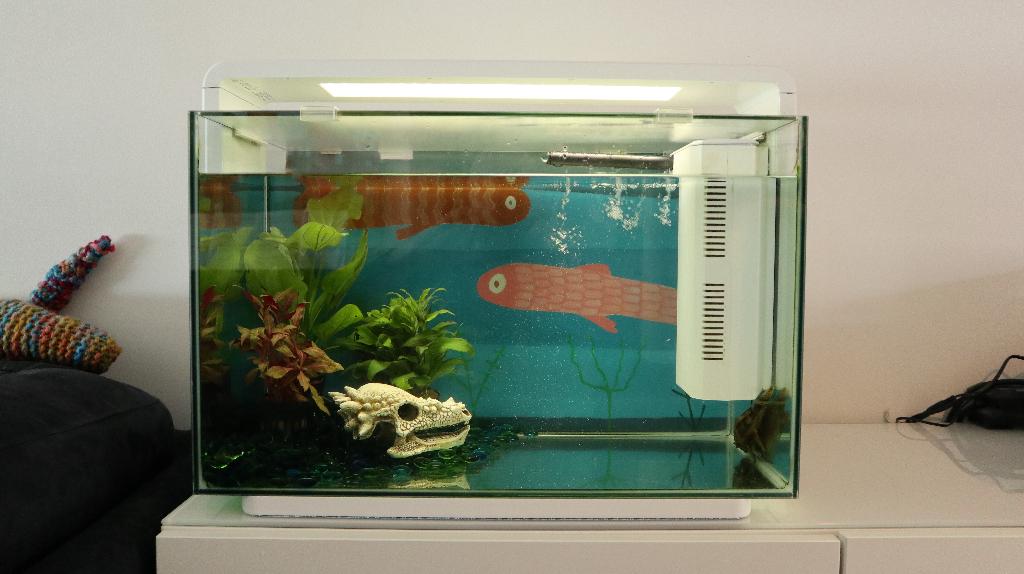 Twee aquaria met pomp en accessoires, Ophalen, Gebruikt, Overige merken, Inclusief vissen