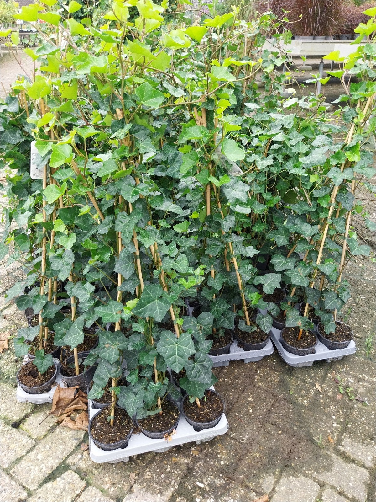 Hedera Hibernica - Ierse Klimop 60-100 cm, Tuin en Terras, Ophalen, Vaste plant, Bloeit niet, Halfschaduw