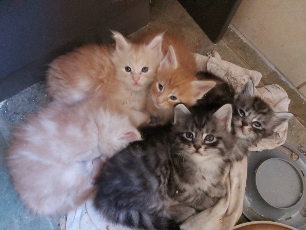 Russische Maine Coon Kitten, Kater, Met stamboom, 0 tot 2 jaar
