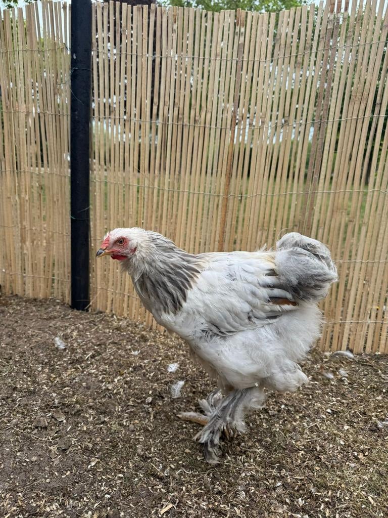 Mooie jonge Brahma haan, Dieren en Toebehoren, Mannelijk, Kip