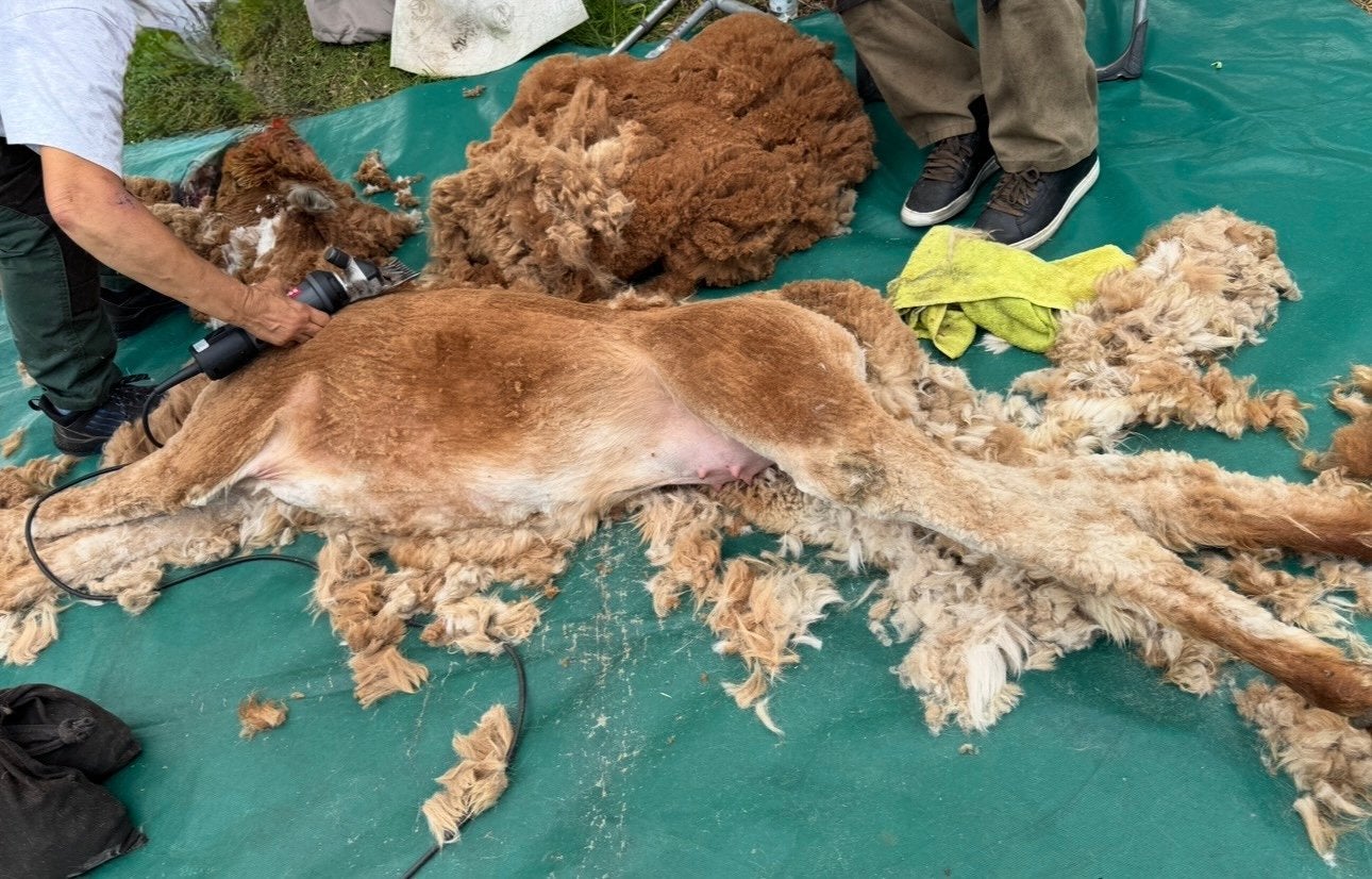 Zachte Alpaca Vacht Fawn - Ideaal voor Spinnen of Vilten, Hobby en Vrije tijd, Spinnewielen en Spinnen, Ophalen of Verzenden, Nieuw