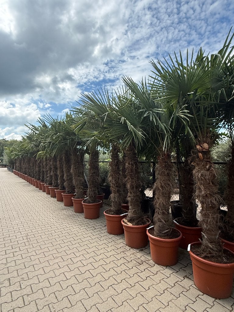 Trachycarpus fortunei palmboom - palmbomen met 140 cm stam, Tuin en Terras, Planten | Bomen, Palmboom, 100 tot 250 cm, Halfschaduw
