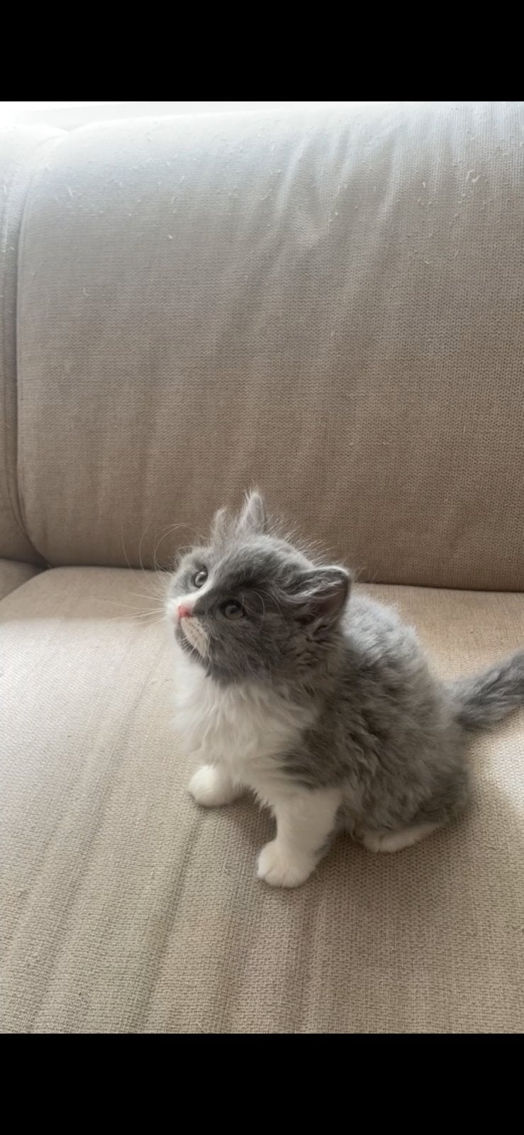 Laatste grijze Ragdoll x Britse korthaar kitten beschikbaar, Kater, Ontwormd, 0 tot 2 jaar