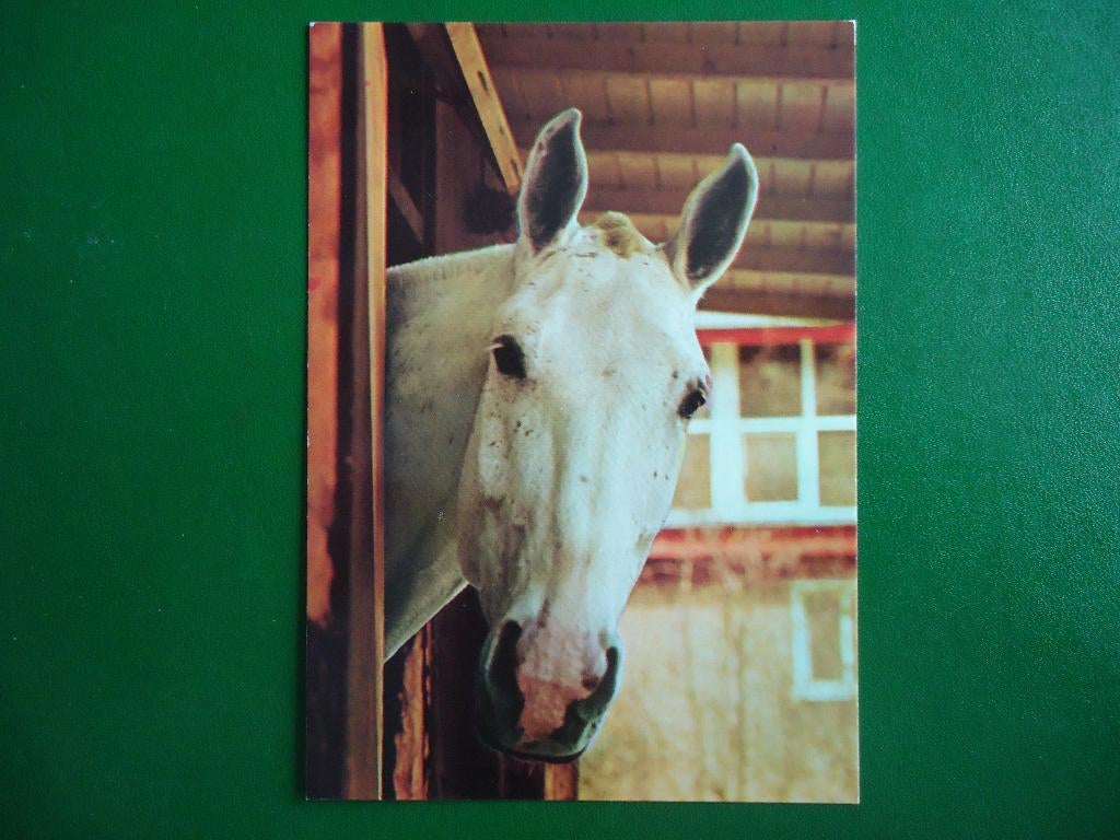 (1202) Dierenkaart: PAARD, Verzenden, 1980 tot heden, Ongelopen, Paard