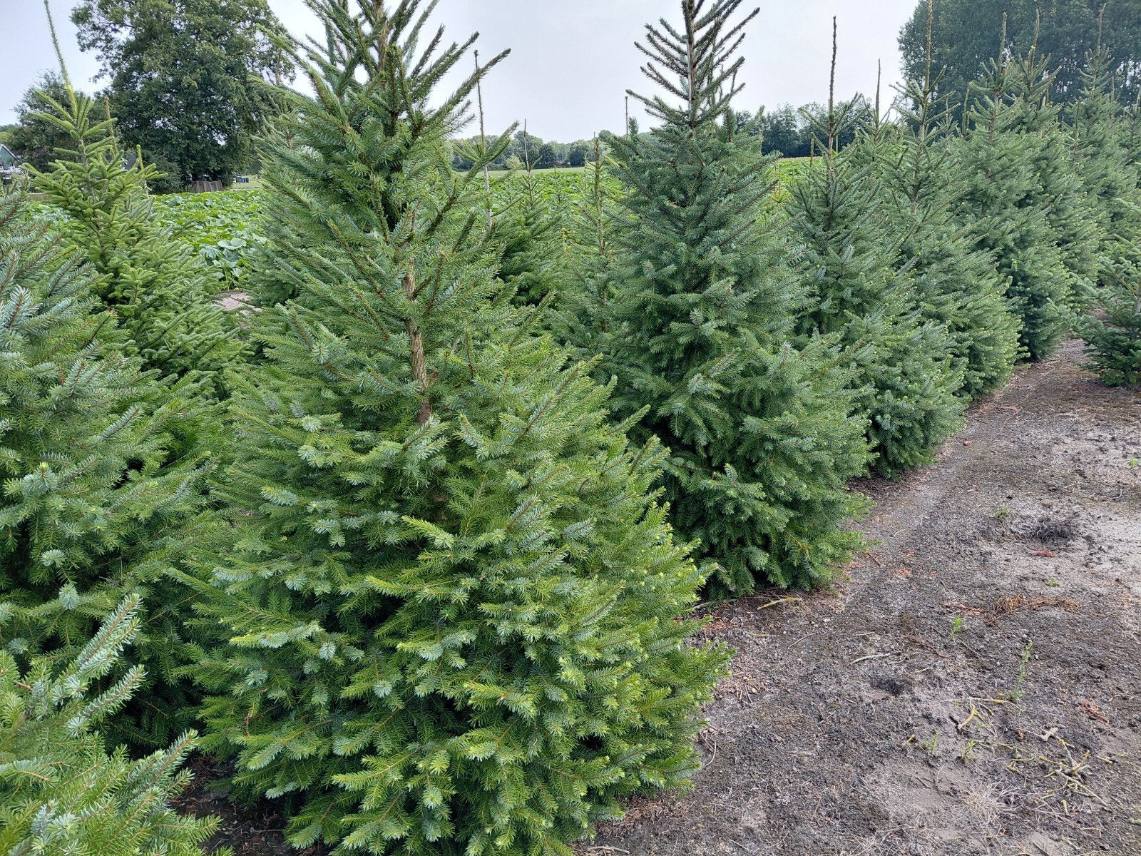 Kerstbomen Picea Omorika. alle maten tot 200/225 cm., Tuin en Terras, Planten | Bomen, Ophalen, Volle zon, Overige soorten, 100 tot 250 cm