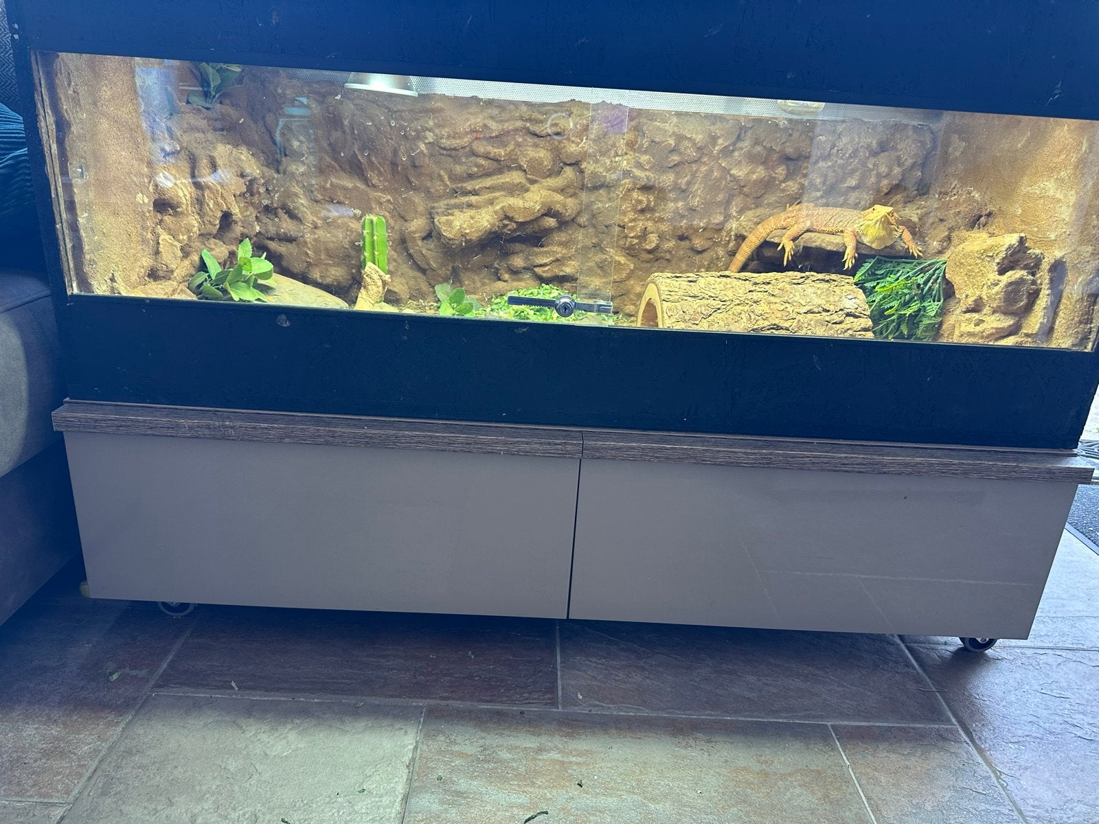 Baardagaam inclusief terrarium en habistat thermostaat., Ophalen