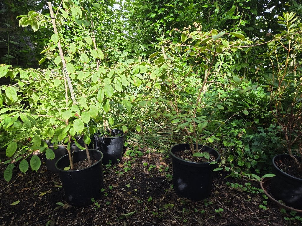 Viburnum Kilimandjaro, Tuin en Terras, Planten | Tuinplanten, Volle zon, Vaste plant, Lente, Ophalen