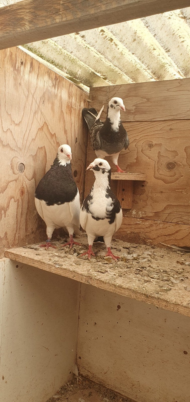 kleuren postduiven, Meerdere dieren, Postduif