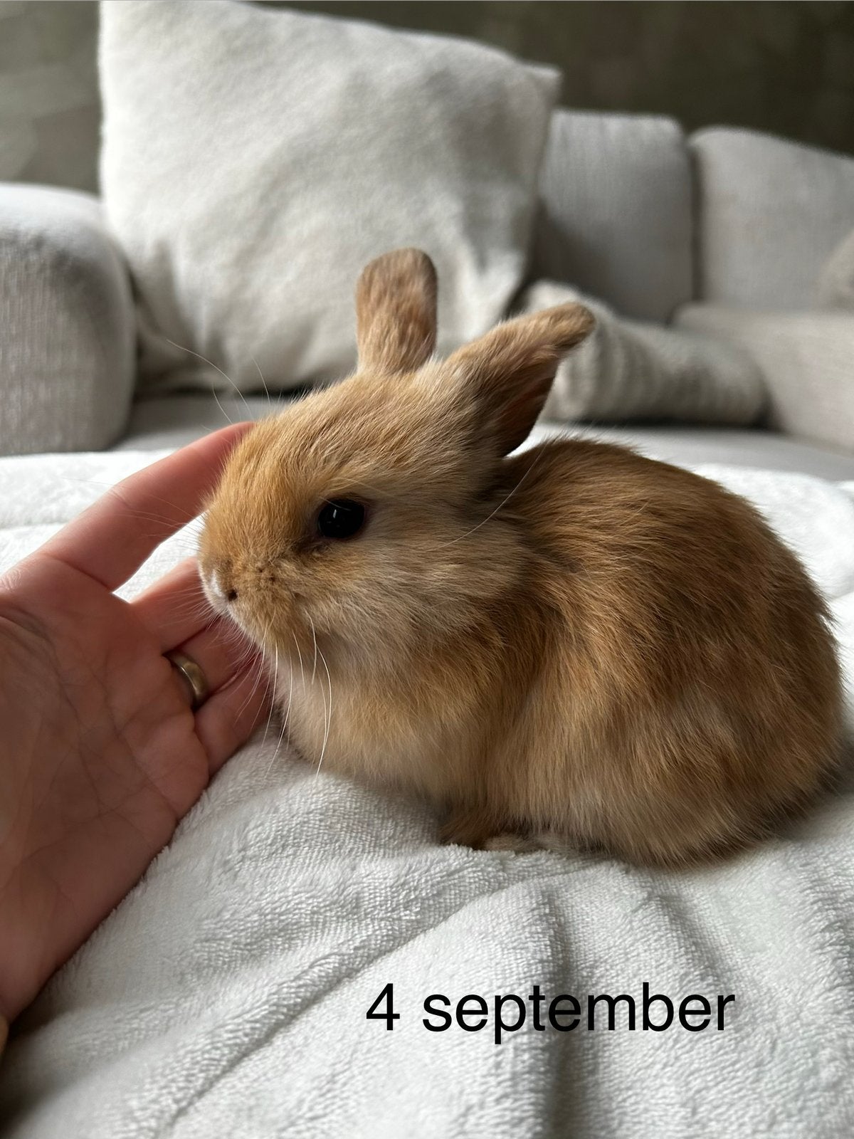 te koop zeer leuk minilop konijntje, Juli, Mannelijk