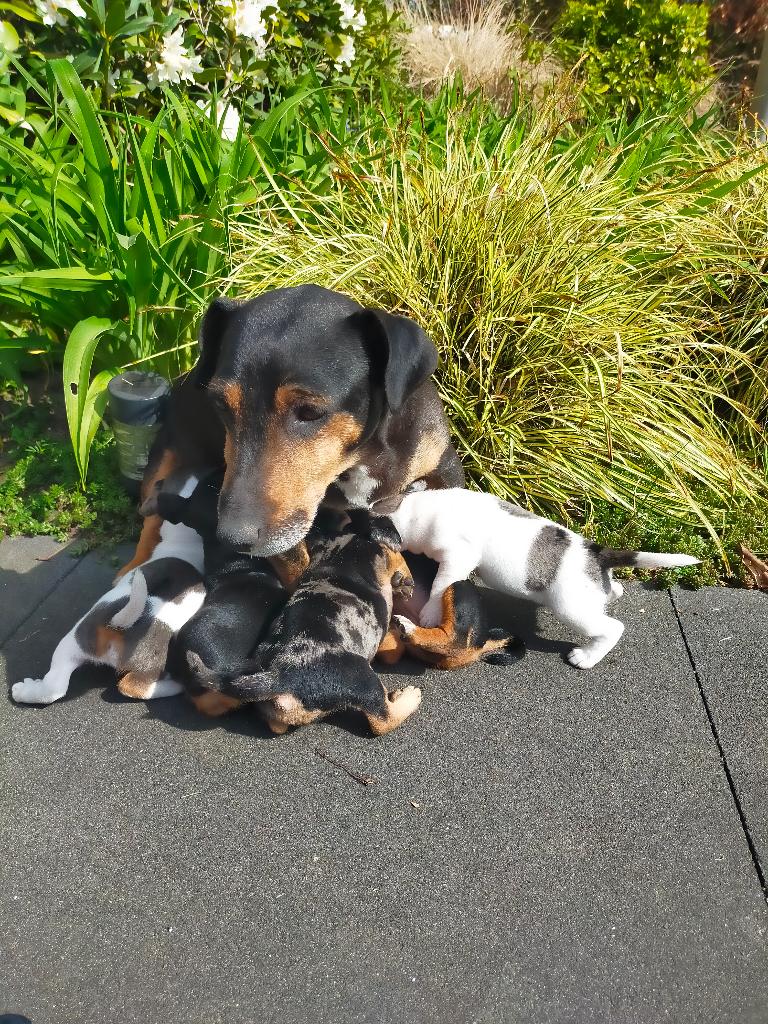 Te koop, super schattige, sociale puppies, Dieren en Toebehoren, Honden | Jack Russells en Terriërs, Jack Russell Terriër, 8 tot 15 weken