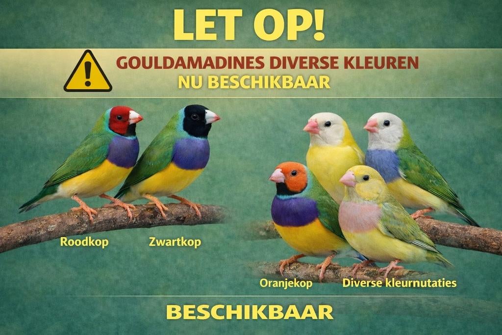 Gouldamadines | diverse kleuren | nu beschikbaar | De Toekan