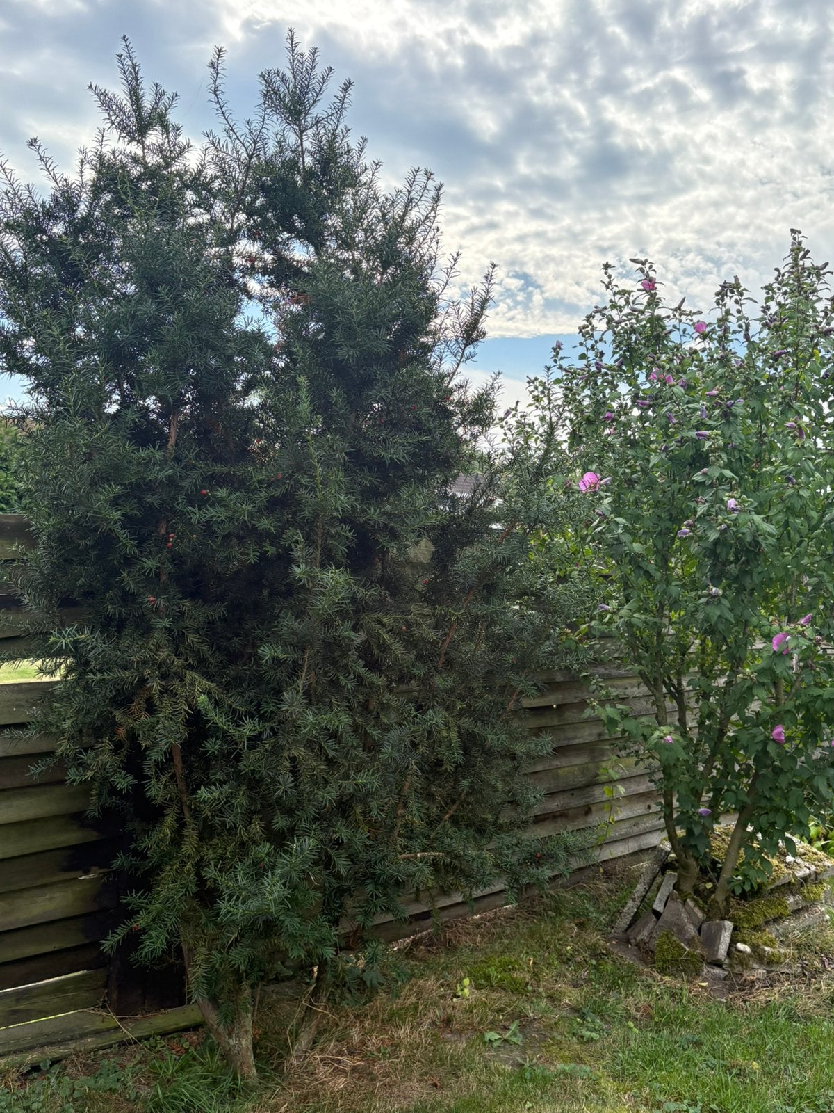 Taxus, Tuin en Terras, Planten | Bomen, Ophalen, Bloeit niet, Halfschaduw, Overige soorten