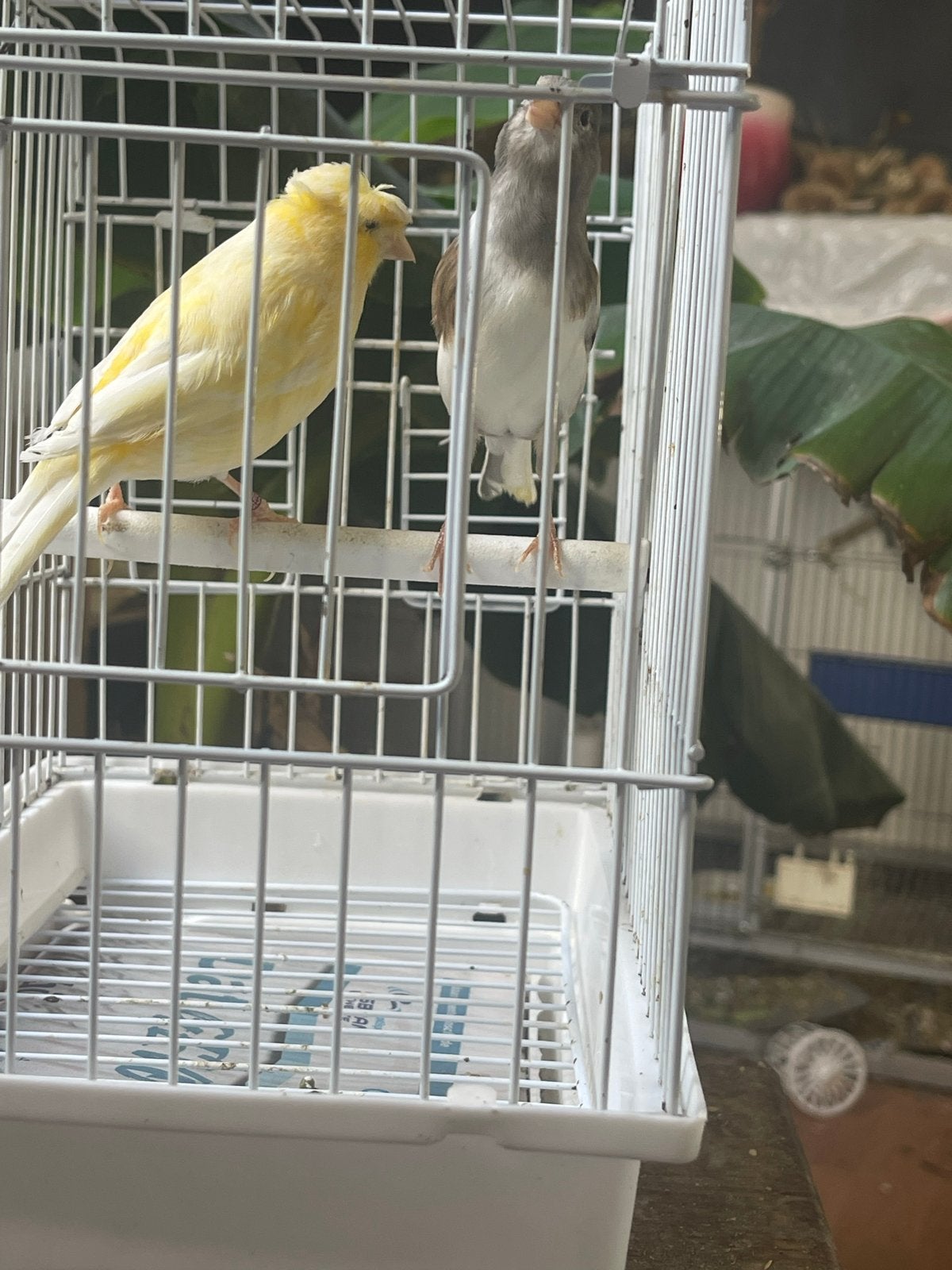 Kopel kanarie te koop, Meerdere dieren, Kleurkanarie