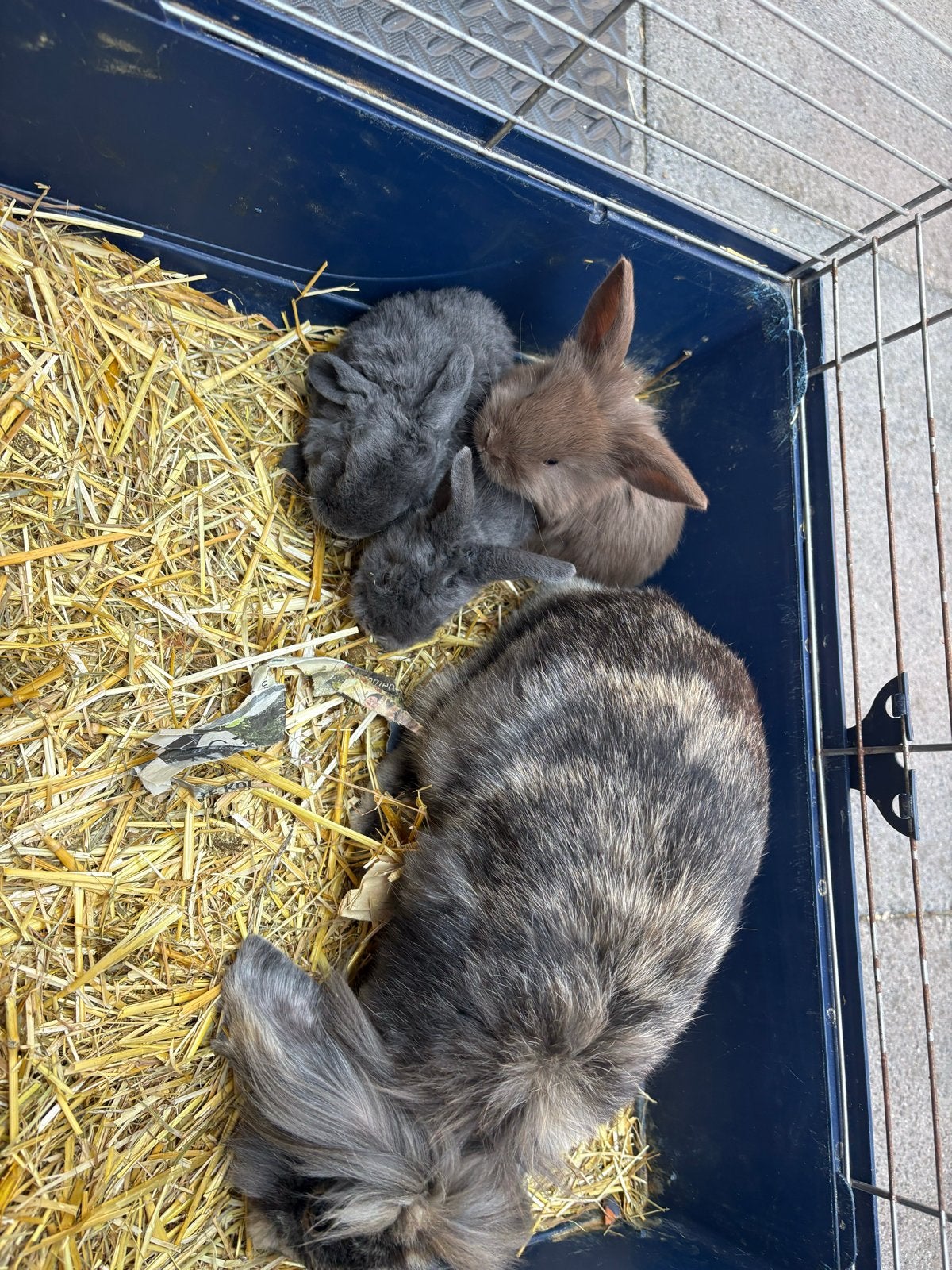 3 hollandse hangoor konijnen, Geslacht onbekend, Middelgroot, Hangoor, 0 tot 2 jaar