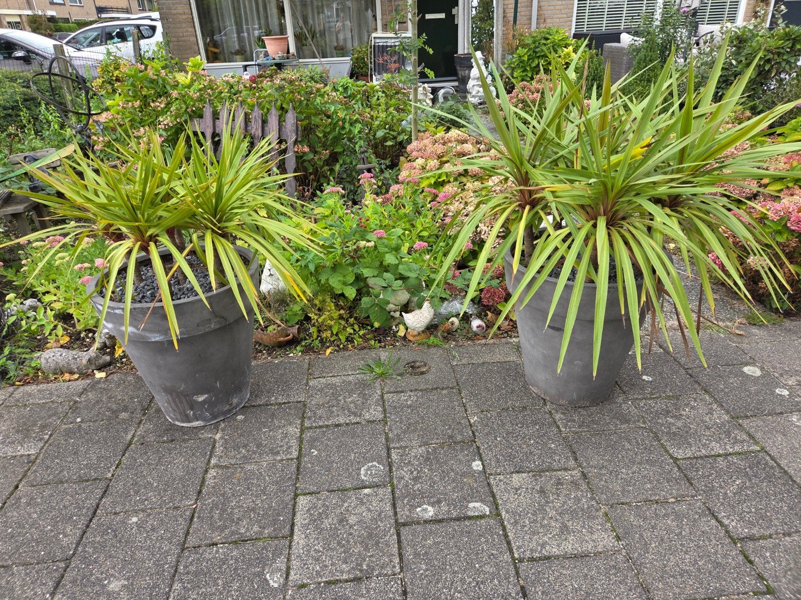 Palmen in antracietgrijze potten., Tuin en Terras, Ophalen, Overige materialen, Gebruikt, Minder dan 60 cm