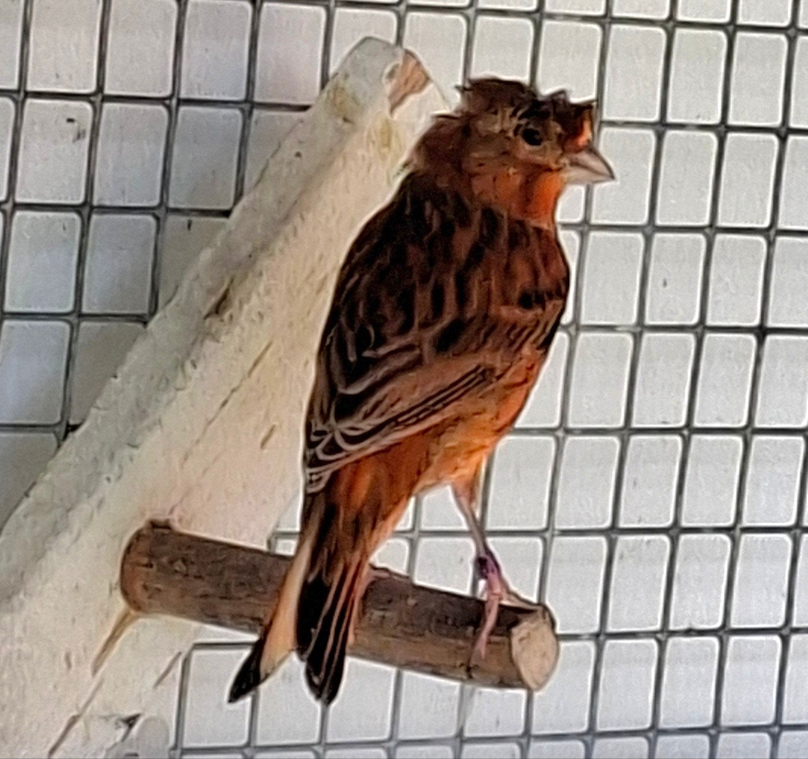 kanarie man., Dieren en Toebehoren, Vogels | Kanaries, Mannelijk, Kleurkanarie