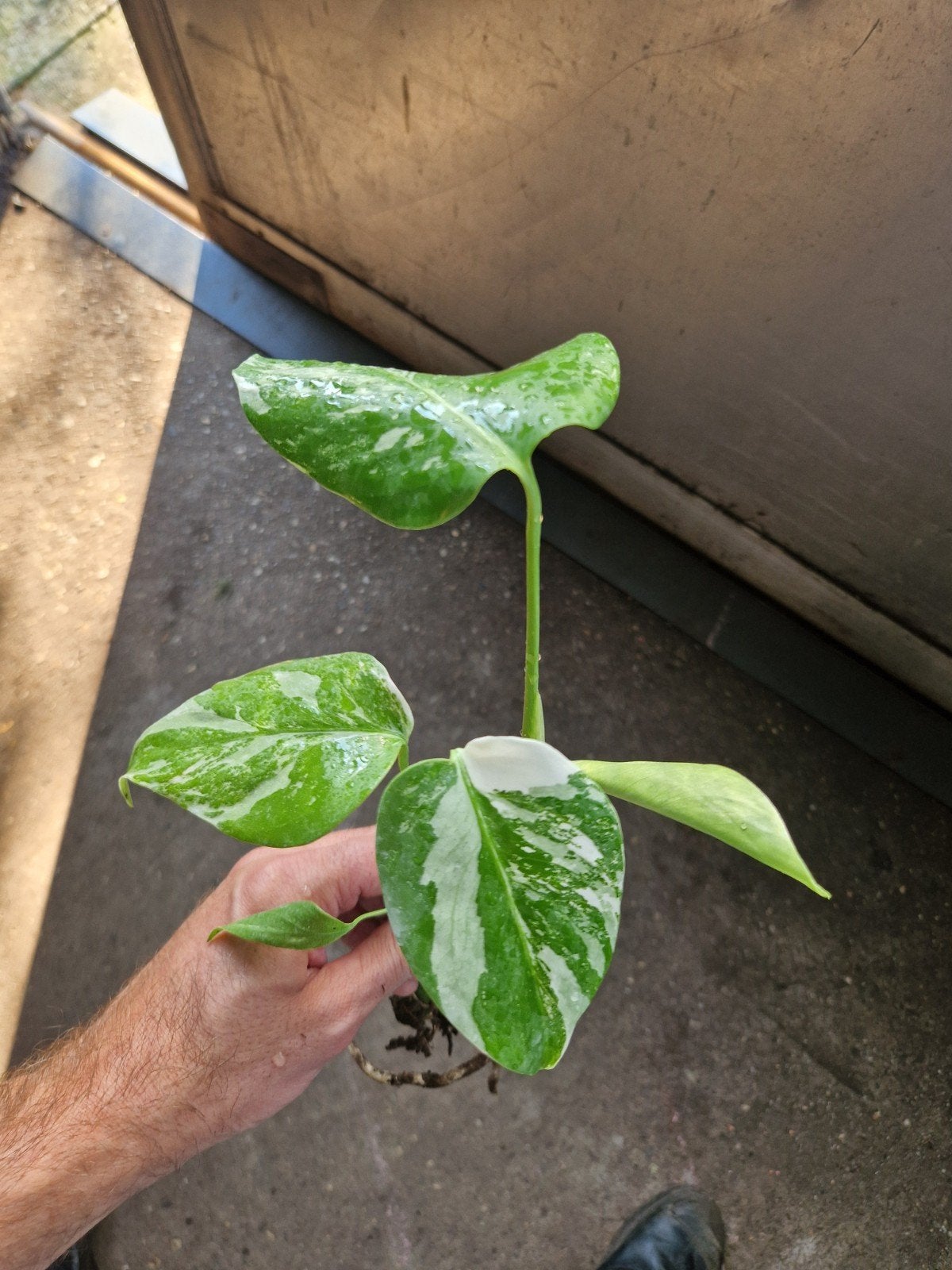 Kleine Monstera Deliciosa Albo Variegata, Ophalen of Verzenden, Halfschaduw, Minder dan 100 cm