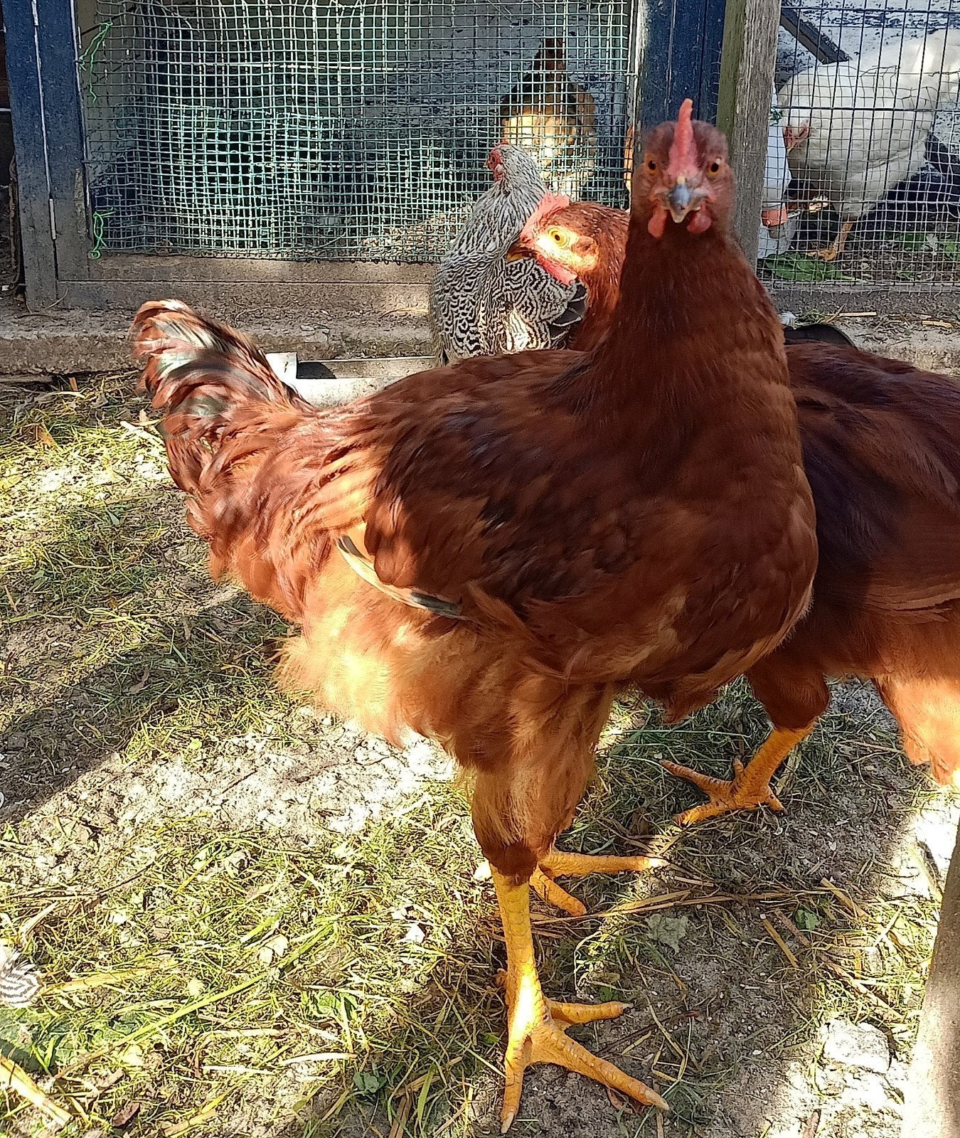 2 Raszuivere Rhode Island Red hanen – 4 maanden oud, Dieren en Toebehoren, Mannelijk, Kip