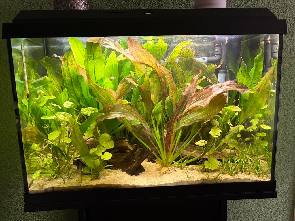 Juwel Primo 70 LED aquarium, Ophalen, Gebruikt, Inclusief vissen, Gevuld zoetwateraquarium
