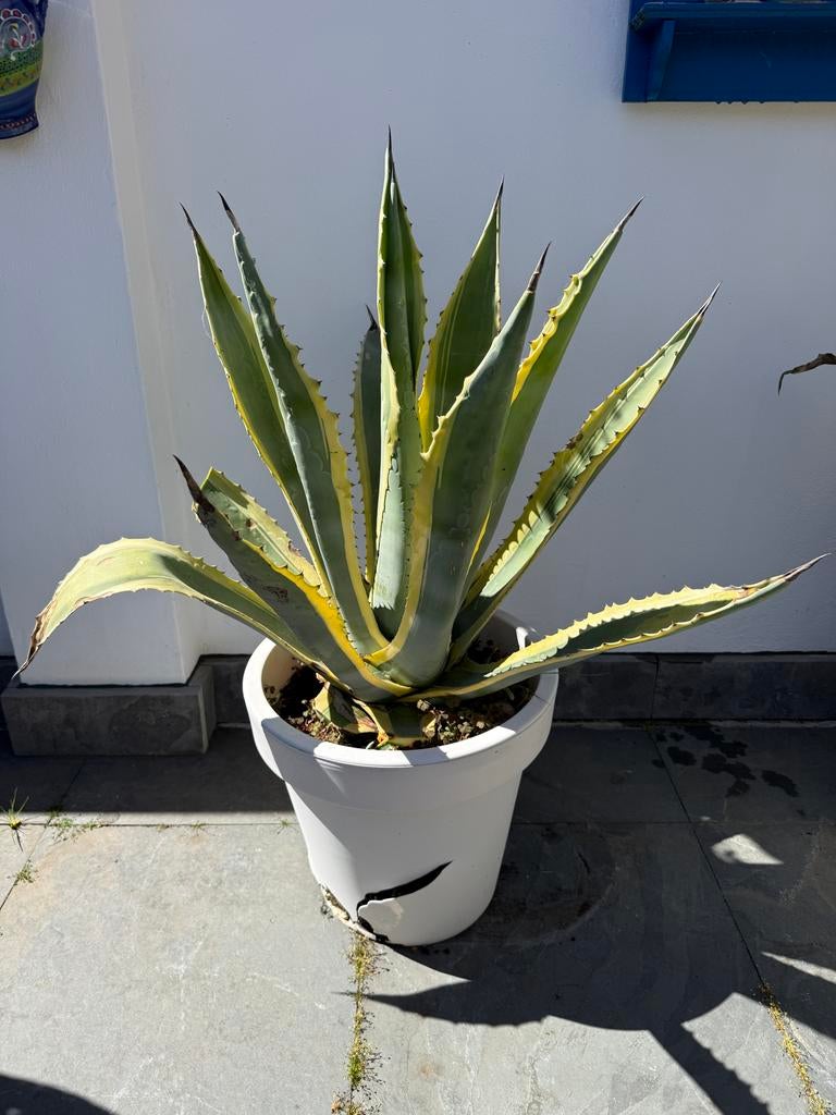 Grote Agave Variegata Americana - diameter 100cm, Volle zon, Vaste plant, Bloeit niet, Ophalen
