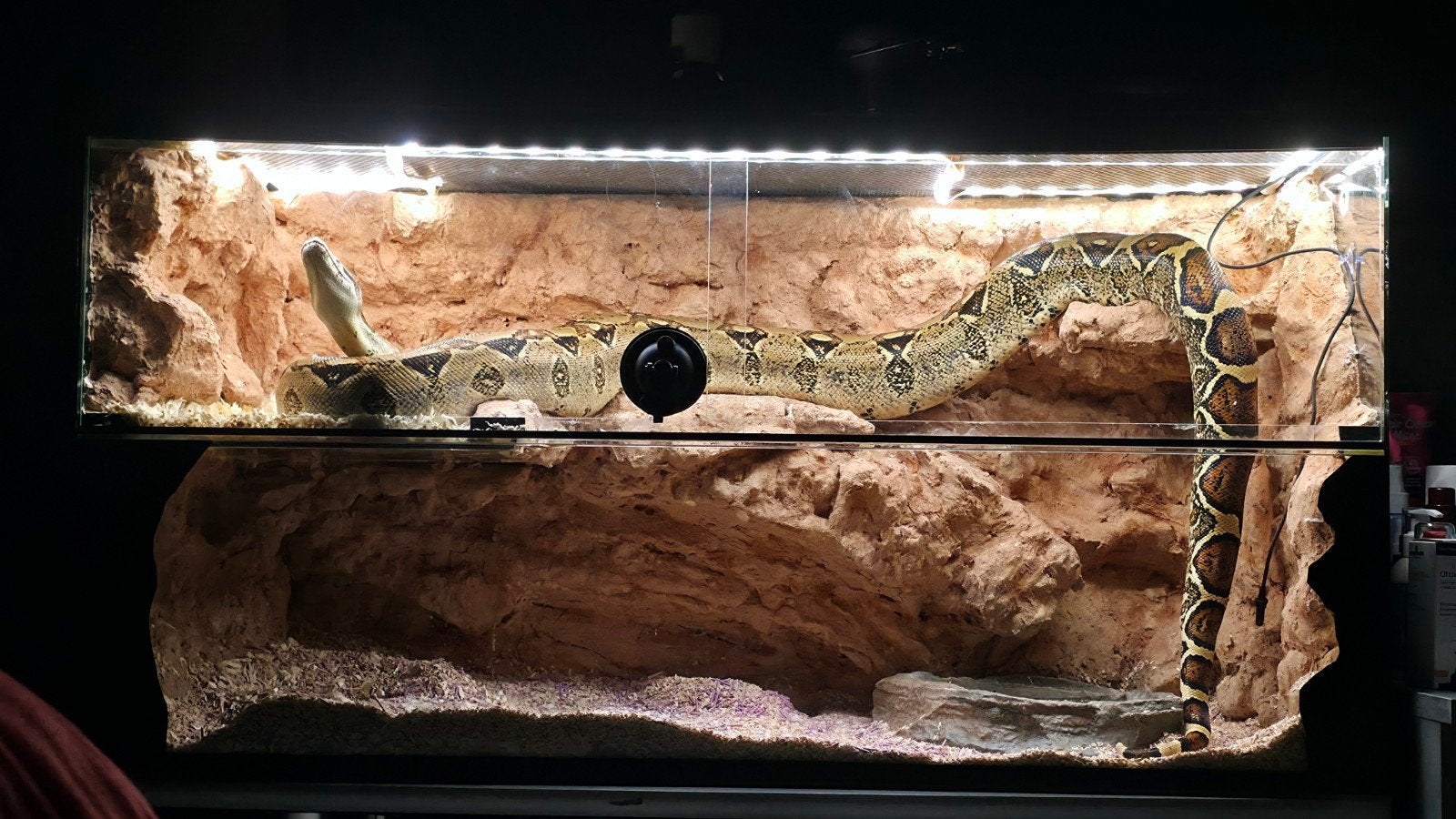 Boa constrictor uit het terrarium Boa Constrictor - unknown for sale from Jolanta