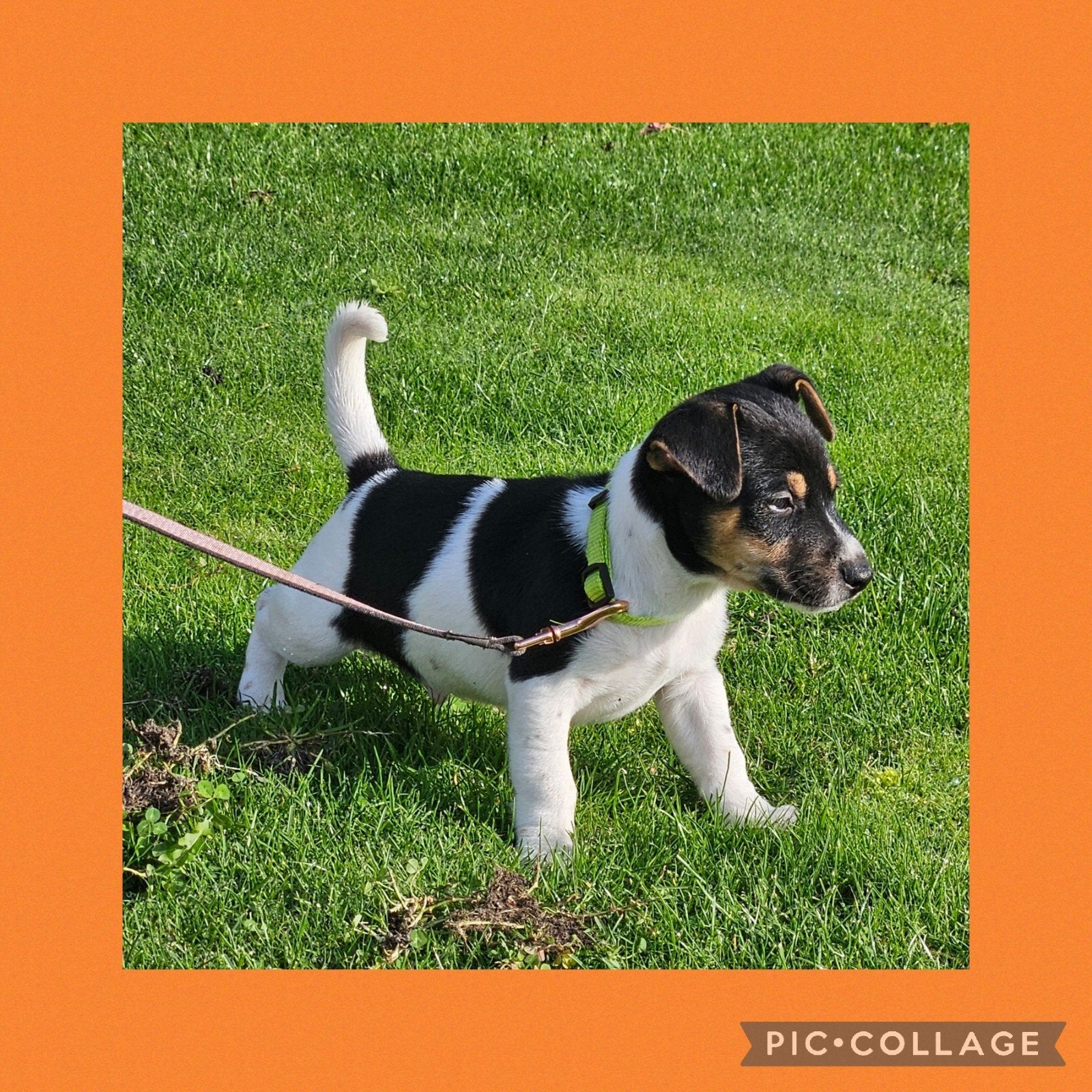 Wegens annulering kruising Jack russell reutje, zeer sociaal, Jack Russell Terriër, 8 tot 15 weken, CDV (hondenziekte), Meerdere
