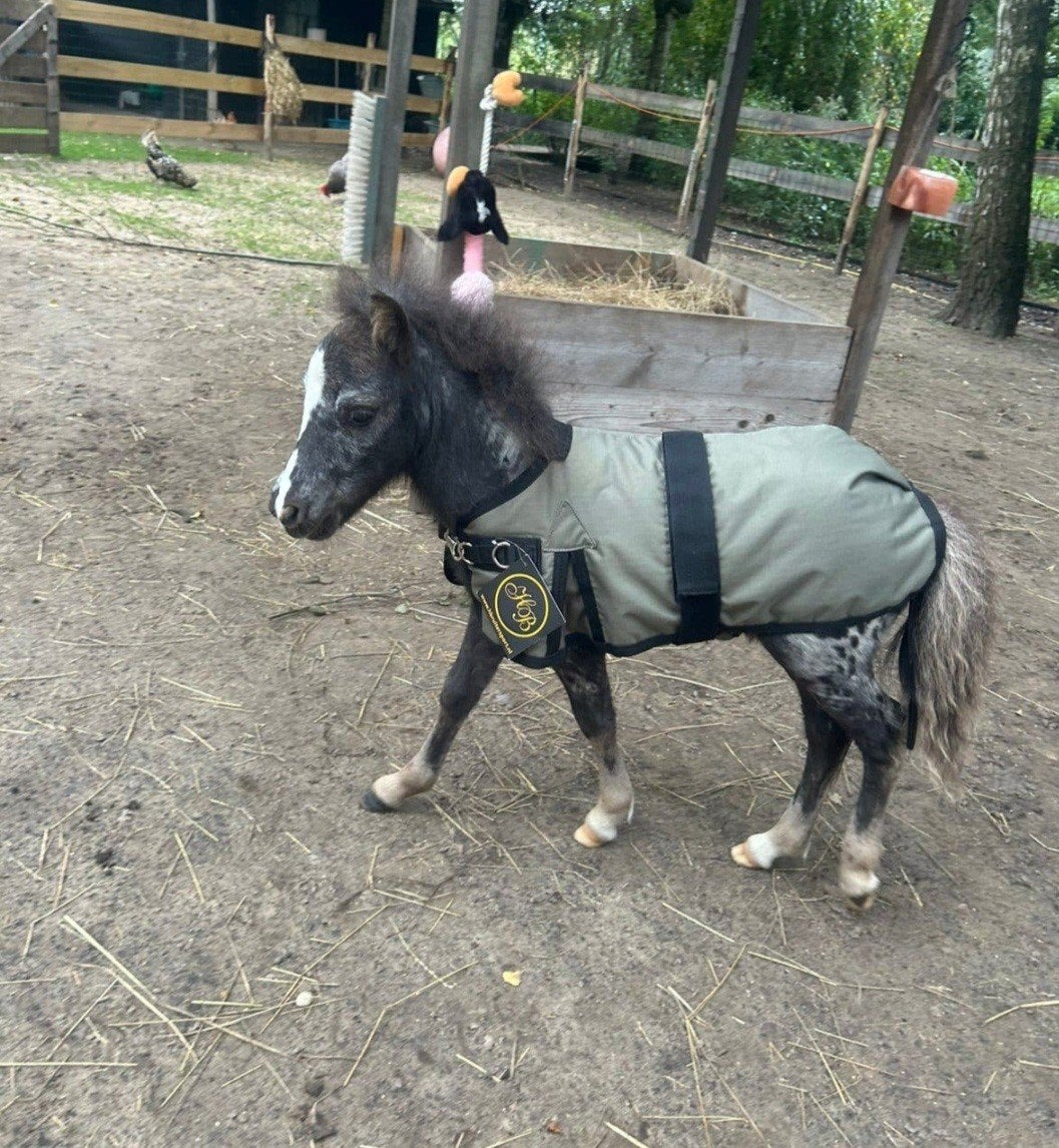mini veulen deken nieuw, Dieren en Toebehoren, Ophalen of Verzenden, Nieuw