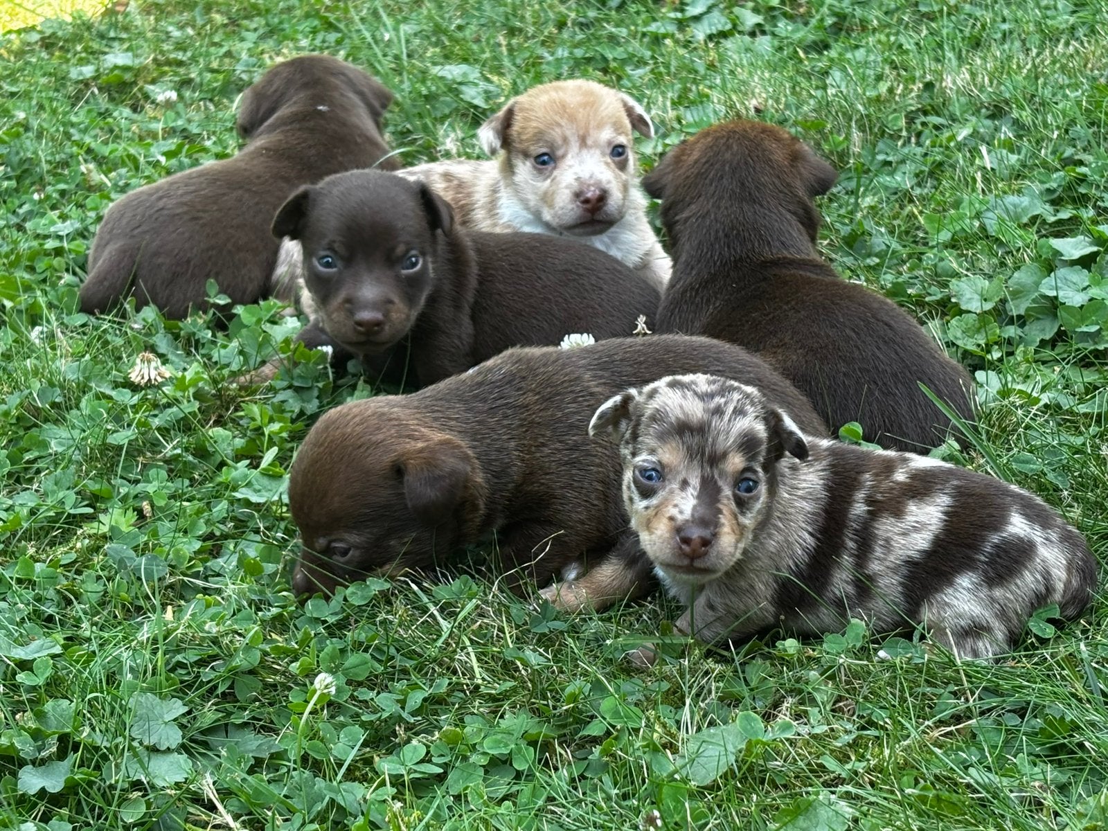 Prachtige Jack Russel pups  uit geteste ouders, Dieren en Toebehoren, Parvo, Jack Russell Terriër, 8 tot 15 weken, Meerdere