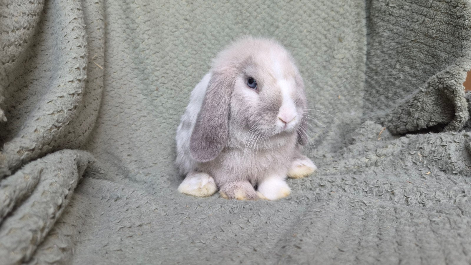 Lief, Knap, Raszuiver Minilop hangoor Rammetje blauwoog, Mannelijk, Dwerg, Hangoor, 0 tot 2 jaar