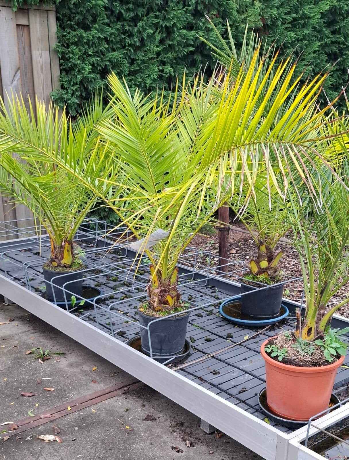 fhoenix canariensis palm., 100 tot 250 cm, Zomer, Palmboom, Ophalen