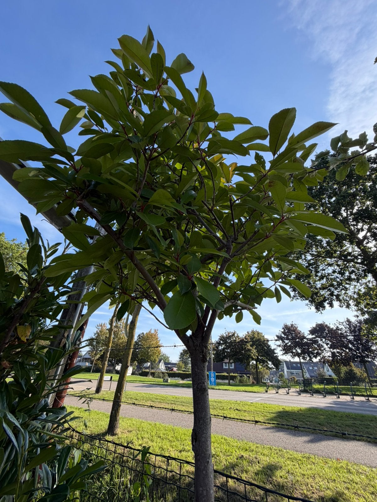 Photinia red robin bol op stam 160cm met bol 70 cm diameter, Tuin en Terras, 100 tot 250 cm, Zomer, Ophalen, Volle zon