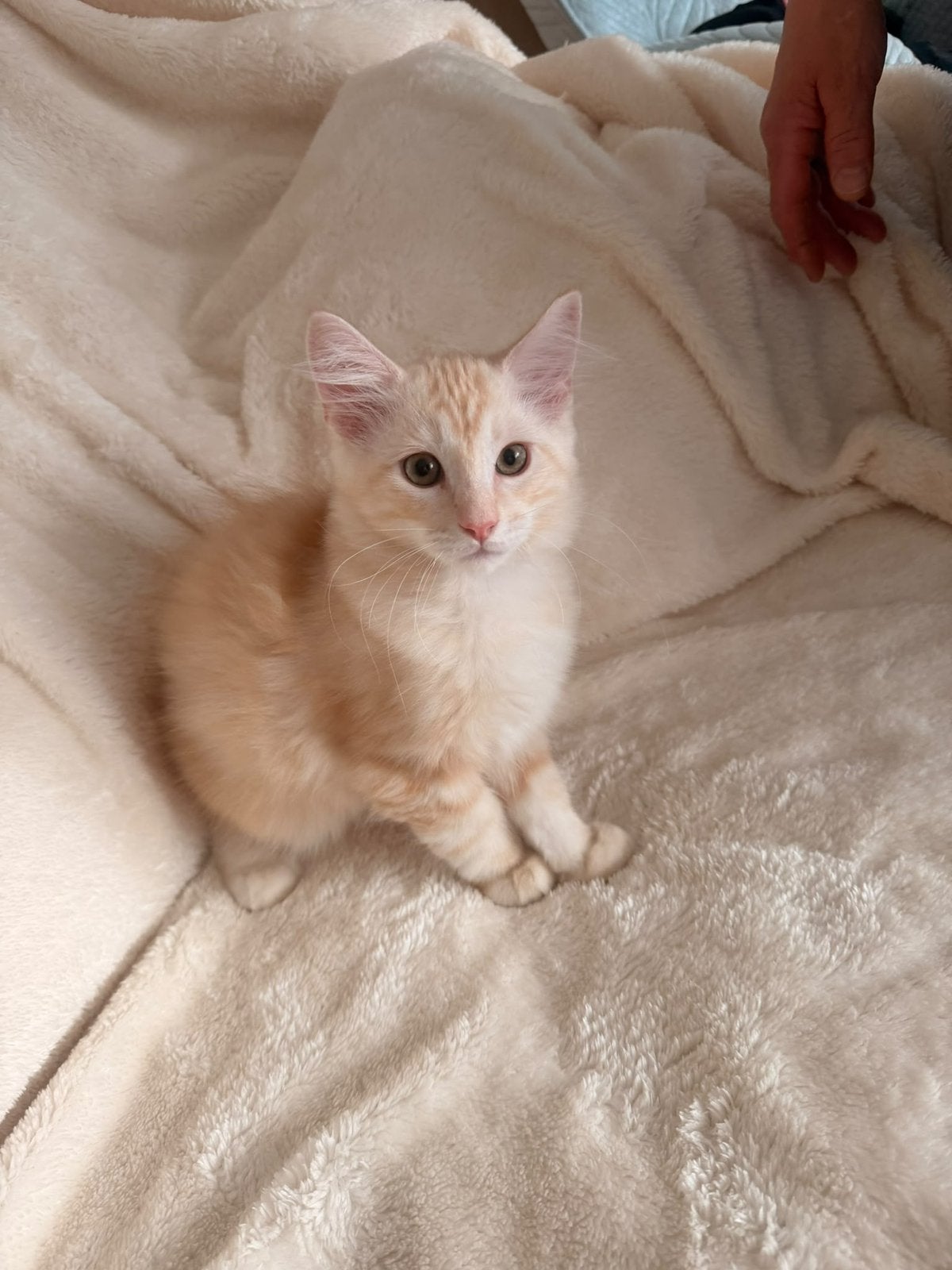 Prachtige Maine Coon kruising kitten – 12 weken, Meerdere dieren, Ontwormd, 0 tot 2 jaar