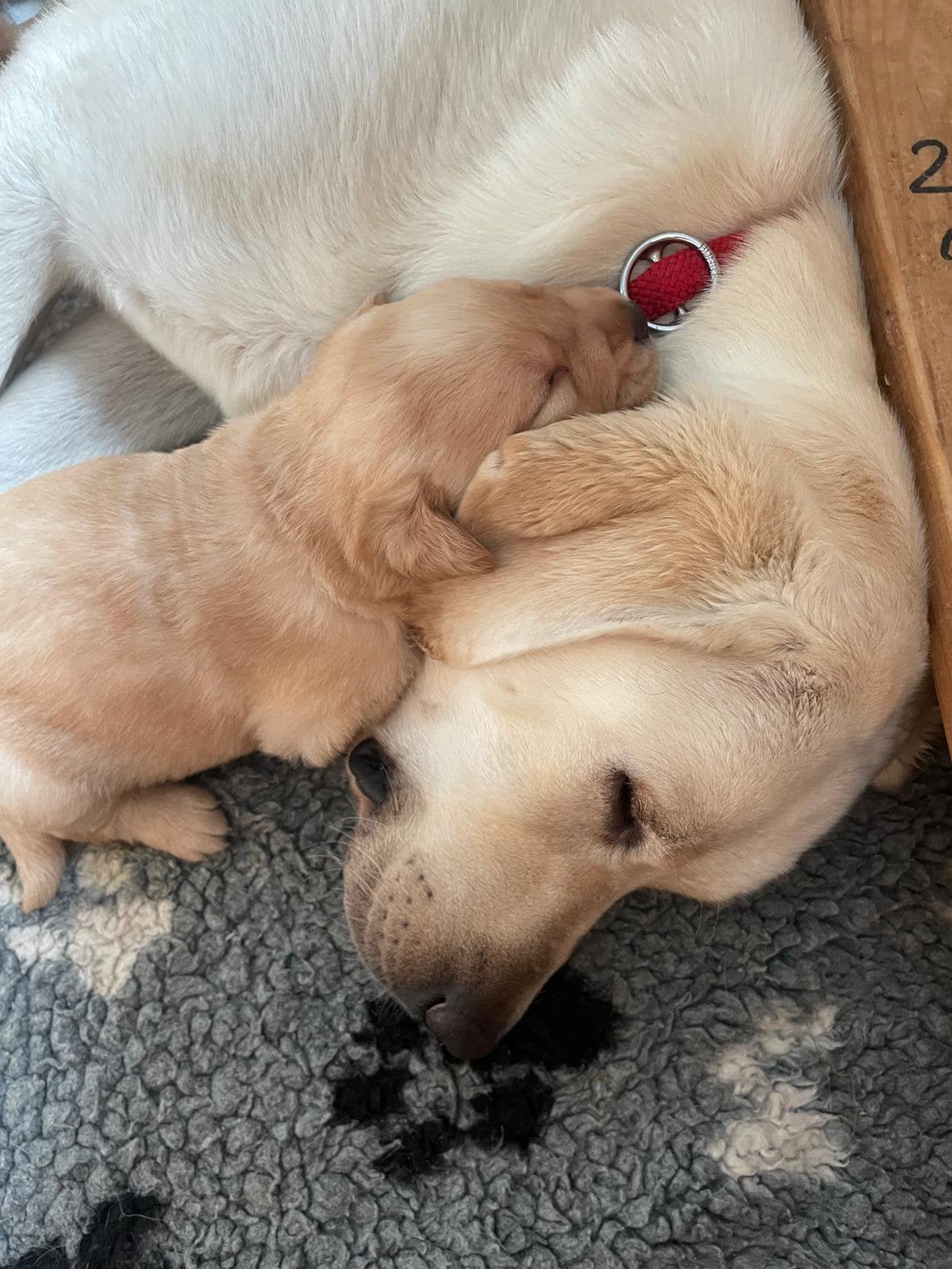 Labrador pups, Dieren en Toebehoren, 8 tot 15 weken, Labrador retriever, Meerdere, Meerdere dieren