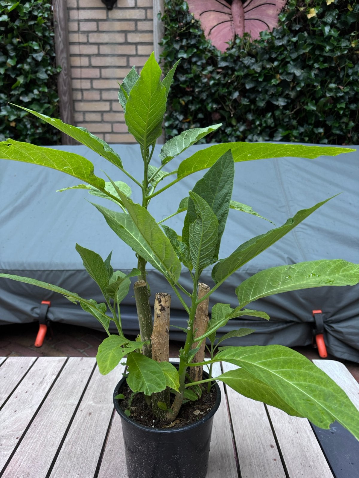 Brugmansia, Ophalen of Verzenden, Overige soorten, Volle zon