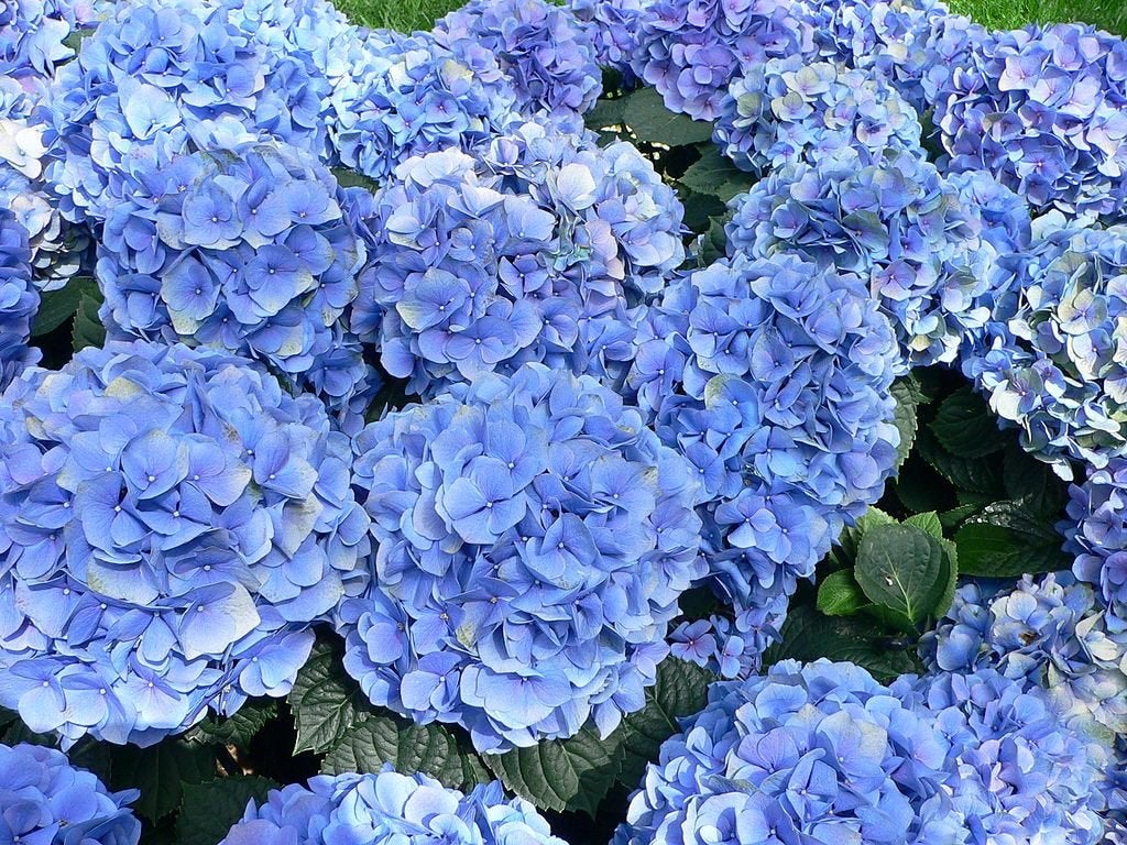 Grote partij boerenhortensia bolhortensia in kleuren, Ophalen of Verzenden, Hortensia, Haag, Minder dan 100 cm