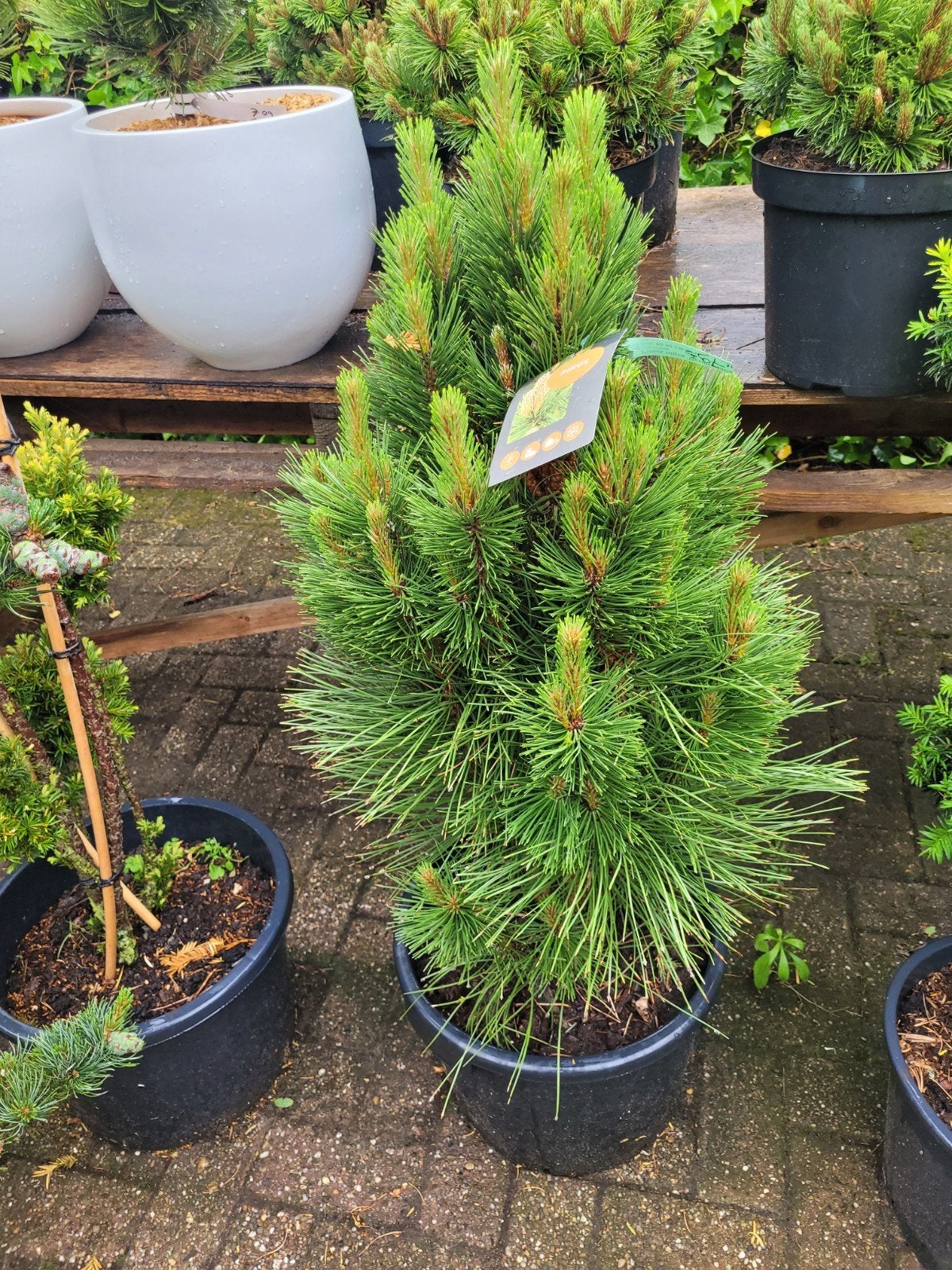 Thuja Pon Pon - Decoratieve Conifeer voor Tuin en Terras  Planten |  Tuinplanten  Marktplaats
