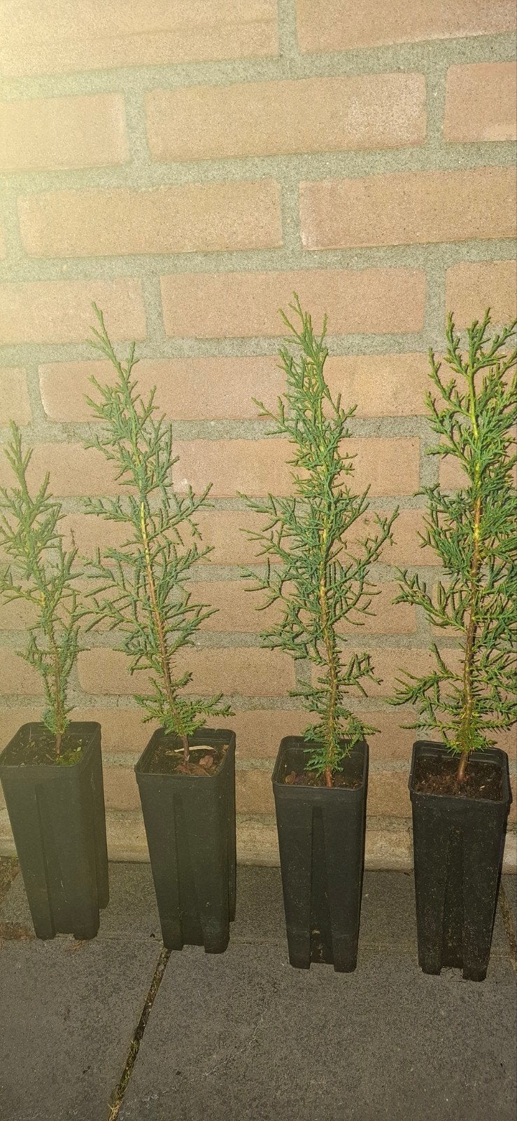 4 Italiaanse Cypres (Cupressus sempervirens) - 3 jaar oud, Tuin en Terras, Ophalen, Vaste plant, Overige soorten, Volle zon