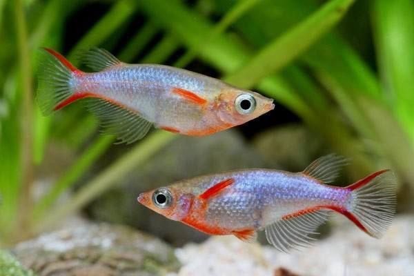 Oryzias Woworea, Vis